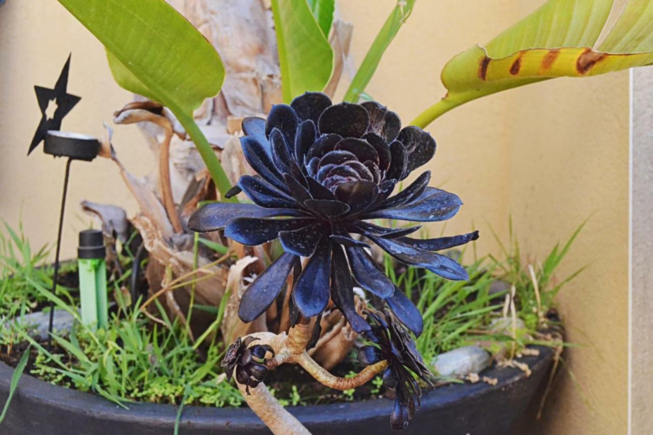 Banyan Cotobro Villa อัลมูเญการ์ ภายนอก รูปภาพ